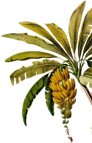 Decorative banana leaves